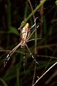Argiope_extensa_F0814_Z_82_Maurilyan harbour_Australie